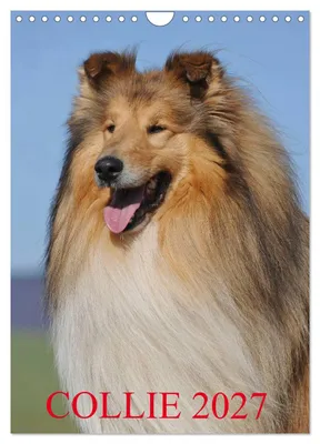 Produktbild von Collie 2027 (Wandkalender 2027 DIN A4 hoch), CALVENDO Monatskalender