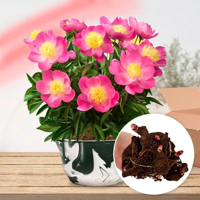 Obrázek produktu pro Pěnišníky (Pfingstrosen) 'Pink Nippon' - zimuvzdorné - 1 rostlina - velké hybridy peónií - vytrvalá trvalka - rostliny z Holandska vhodné do zahrady i do květináče (bez semen, cibulek, ne umělé)