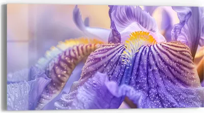 Produktbild von DEQORI Glasbild Echtglas 60x30 cm 'Violetter Morgentau' Wandbild Bild modern Deko