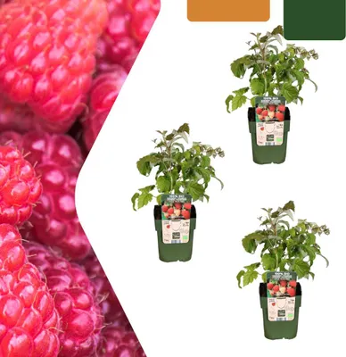 Productafbeelding van Frambozenplanten - Rubus idaeus - biologisch | 3 stuks - 20cm - Ø13cm - Tuinplant - Groente & Fruit