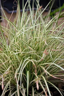 Produktbild von Carex acutiformis, Sumpf-Segge, ca. 9x9 cm Topf