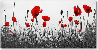 Produktbild von Tulup Glas-Bild -140x70- Wandkunst Dekorative Wand für Küche & Wohnzimmer - Blumen & Pflanzen - Mohnblumen - Rot