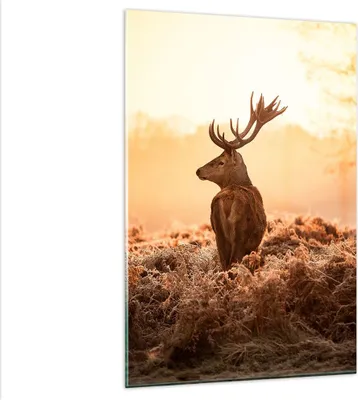 Produktbild von Bilder auf glas - Einteilig - Hirsch Natur Feld - 80x120cm - Glasbilder - Wandbilder - Bilder - zum Aufhängen bereit - Wanddekoration aus Glas - Glas Bilder - Wandbild auf Glas - GPA80x120-3632