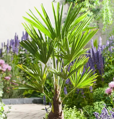 A young palm tree is shown in a garden setting with other plants and flowers.