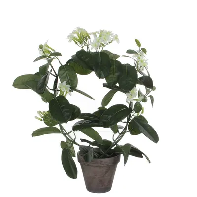 Produktbild von Kunstpflanze Mica Stephanotis weiß im Topf Kunststoff Ø 13 cm H 50 cm grün