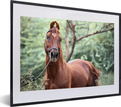 Produktbild von MuchoWow® MuchoWow® Gerahmtes Poster Pferd - Wald - Halfter 40x30 cm - Poster mit zchwarzem Bilderrahmen - Bilderrahmen - Poster im Rahmen