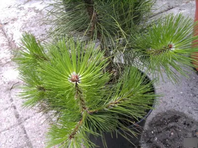 Produktbild von Pinus halepensis - Aleppo-Kiefer - 30-40cm