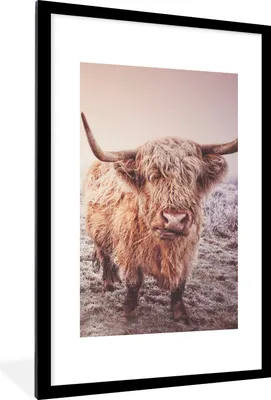 Produktbild von MuchoWow® Gerahmtes Poster Schottische Highlander - Schnee - Sonne 60x90 cm - Poster mit Schwarzem Bilderrahmen Wandposter Rahmen Foto Bilder - Dekoration - Wandposter Wohnzimmer - Hochwertig