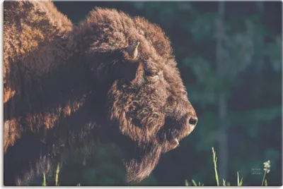 Produktbild von ARTland Leinwandbild Bison Meditation Größe: 120x80 cm