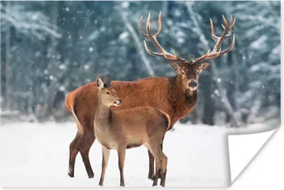 Produktbild von MuchoWow® Poster Hirsche - Wald - Schnee 60x40 cm - Schlafzimmerdekoration