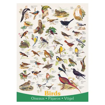 Produktbild von Vögel 1000 Teile