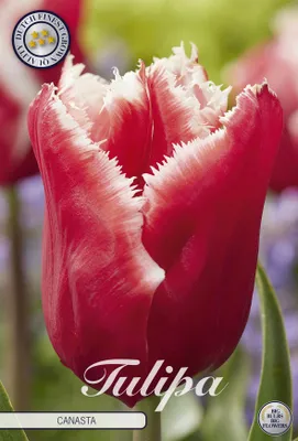 Artikelbild 2 von 'Tulpe Canasta (7 Stück)' aus der Kategorie Tulpenzwiebeln