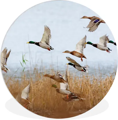 Produktbild von MuchoWow® Rundes Wandbild - Runde Bilder Ente - Vogel - Schilf - Wasser - Enten Ø 30 cm Kreis Wanddekoration Kunststoff - Wandkreis - Wandschmuck - Schlafzimmer - Bilder - Der Kreis - Kunst für die Wohnung - Plastik - Kunstdruck - Wandbild