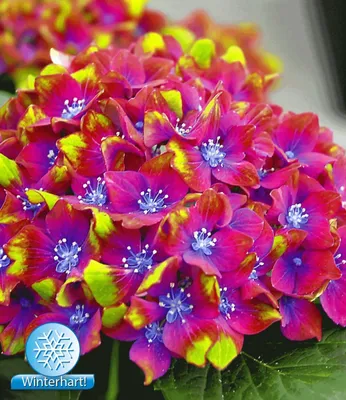 Produktbild von BALDUR Garten Freiland-Hortensien 'SAXON® Schloss Wackerbarth', 1 Pflanze, Hydrangea macrophylla Gartenhortensie winterhart, pflegeleicht, für Standort im Schatten geeignet, blühend