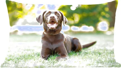 Produktbild von MuchoWow® Zierkissen Sofakissen Wohnzimmer Dekokissen 50x30 cm Ein Labrador Retriever liegt im Gras - Wohnzimmerdekoration - Polster mit Photo