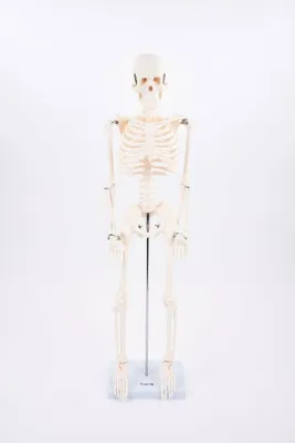 Produktbild von TickiT Lernspielzeug Skelett Halbschlauch Modell Anatomie Kinder