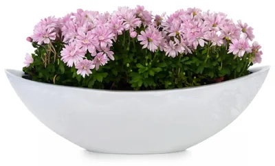 Produktbild von Große Vintage Outdoor Pflanzschale oval 39 cm hell-grau