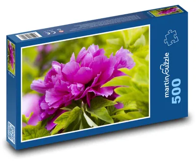 Obrázek produktu pro Puzzle 500 Pivoňka - rostlina, květ - martinpuzzle