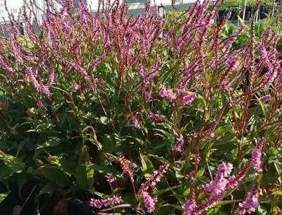 Produktbild von 6 x  Persicaria ampl. 'Pink Elephant'® - Kerzenknöterich - Topf 9 x 9 cm