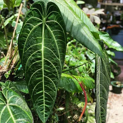 Zdjęcie produktu dla Anthurium królewskie (Anthurium warocqueanum) – 1 wykiełkowane nasiono