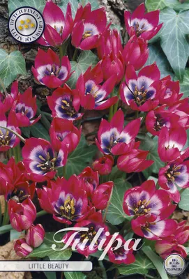 Artikelbild 2 von 'Tulpe Little Beauty (10 Stück)' aus der Kategorie Tulpenzwiebeln