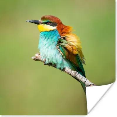 Produktbild von MuchoWow® Poster Vogel - Tiere - Bienenfresser 50x50 cm - Wohnzimmerdekoration