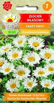 Zdjęcie produktu dla Złocień właściwy CRAZY DAISY Nasiona kwiatów - 683 Toraf