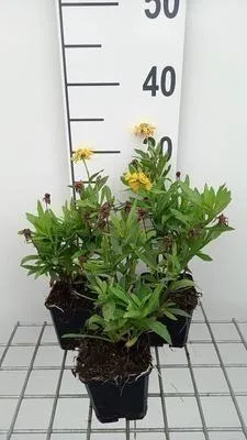 Image de 6 x Helenium hybr. 'Double Trouble' - Sonnenbraut - Topf 9 x 9 cm