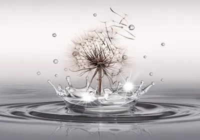 Produktbild von Vlies Fototapete PusteBlumen Blumen Natur Löwenzahn Wassertropfen 450x315 cm – Moderne Vliestapete, Tapete für Wohnzimmer, Wanddeko b-C-0732-a-a