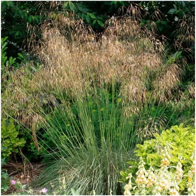 Produktbild von Stauden Gänge 10 x Stipa gigantea im 1 Liter Topf - Riesen Federgras - Das goldene Highlight für stilvolle Gärten - Blickfang - Winterhart