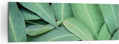 Produktbild von Bild auf Leinwand - Leinwandbild - Einteilig - Blätter Eukalyptus Natur - 160x50cm - Wand Bild - Wanddeko - Wandbilder - Leinwanddruck - Bilder - Wanddekoration - Leinwand bilder - AB160x50-4933