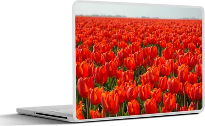 Produktbild von MuchoWow® Laptop Aufkleber Sticker Cover Ein großes Feld mit nur roten Tulpen 25x18 cm - Laptop-Deko