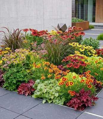 Produktbild von BALDUR Garten 7er Staudenbeet 'Elegance', Pflanzen im 9x9 cm-Topf, begeistert jedes Jahr mit seiner Farbenpracht, attraktive Trend- und Blattschmuckstauden, winterhart, mehrjährig & blühend