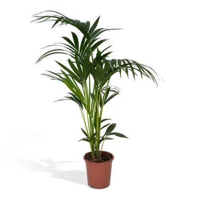 Produktbild von Hello Plants Howea Forsteriana Kentia Palme - Ø 21 cm Topf - Höhe: 120 cm