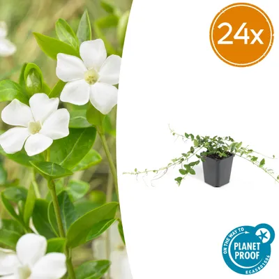 Produktbild von Vinca minor 'Alba' | 24 Stück - 10-25cm - Ø9cm - Gartenpflanze