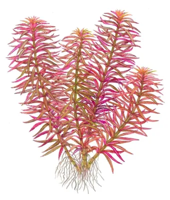 Produktbild von Aquarium Pflanze Limnophila hippuridoides