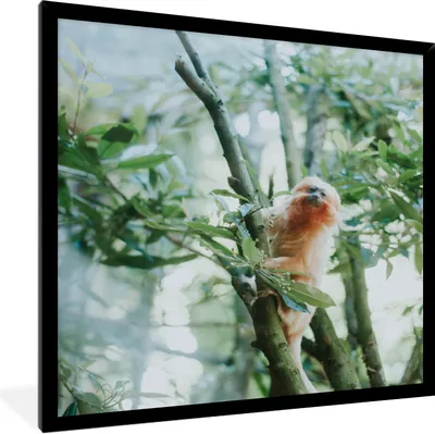 Produktbild von MuchoWow® Gerahmtes Poster Zwergseidenäffchen im Baum 40x40 cm - Poster mit Schwarzem Bilderrahmen Wandposter Rahmen Foto Bilder - Mit Rahmen - Wanddekoration Schlafzimmer