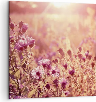 Produktbild von Bild auf Leinwand - Leinwandbild - Einteilig - Wiese Blumen Sonne - 50x50cm - Wand Bild - Wanddeko - Wandbilder - Leinwanddruck - Bilder - Wanddekoration - Leinwand bilder - Wandbild - AC50x50-4819