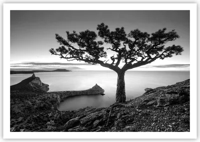 Produktbild von Poster - Poster ohne Rahmen - Baum Schwarzweiß Ansicht - 100x70 cm - Wand Bild - Wanddeko - Wandbilder - Kunstposter - Wandposter - Bilder - Kunstdruck - Wanddekoration - Wandbild - P2XAA100x70-4297