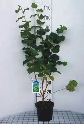 Zdjęcie produktu dla Corylus avellana - leszczyna pospolita - orzech laskowy krzew 60-80 cm pojemnik