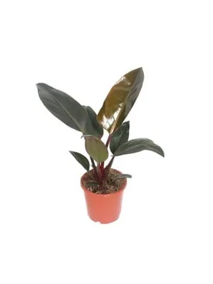 Zdjęcie produktu dla Filodendron Congo Red 30 cm Roślina doniczkowa