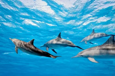 Produktbild von Fototapete - Dolphins 375x250cm - Vliestapete