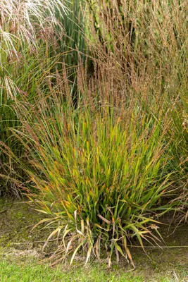 Produktbild von Stauden Gänge 1 x Calamagrostis splendens ‚Cheju-Do‘ im 1 Liter Topf - niedriges Reitgras - Architektonische Schönheit für moderne Gärten.