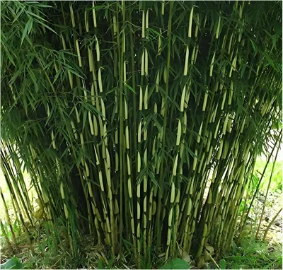 Produktbild von Stauden Gänge 1 x Fargesia robusta 'Pingwu' im C2 Topf - Hoher Heckenbambus - Asiatische Schönheit für Struktur und Sichtschutz
