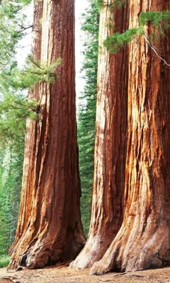 Produktbild von Fototapete - Sequoia 150x250cm - Vliestapete