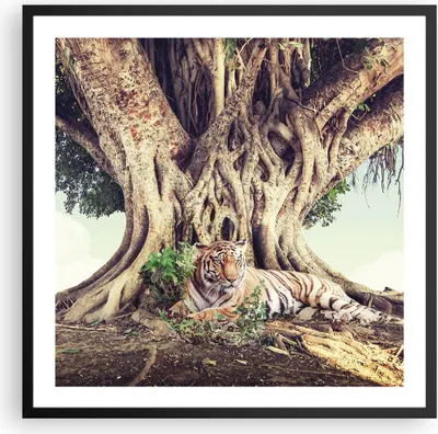 Produktbild von Gerahmtes Poster - Schwarzer Rahmen - Tiger Wild Baum - 60x60 cm - Wand Bild - Wanddeko - Wandbilder - Kunstposter - Wandposter - Bilderrahmen - Bilder - Kunstdruck - Wanddekoration - P2BAC60x60-5124
