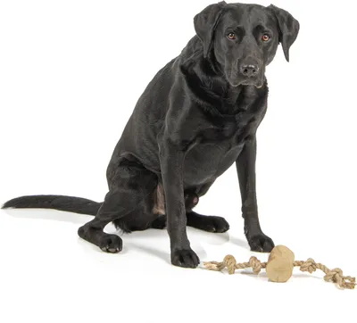 Produktbild von Hundespielzeug · Gorilla Tug Large · zum Werfen oder Kauen · Spaß PUR!
