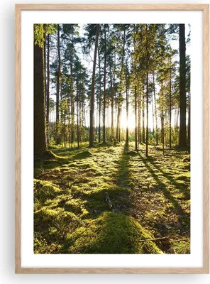 Produktbild von Gerahmtes Poster - Rahmen in heller Eiche - Wald Baum Natur - 50x70 cm - Wand Bild - Wanddeko - Wandbilder - Kunstposter - Wandposter - Bilderrahmen - Bilder - Kunstdruck - Wandbild - P2NPA50x70-3724