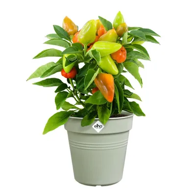 Obrázok produktu pre zelený kvetináč 17cm kamenný zelený