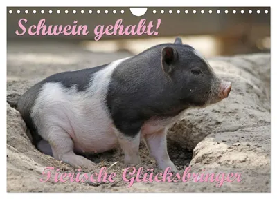 Produktbild von Schwein gehabt! (Wandkalender 2027 DIN A4 quer), CALVENDO Monatskalender